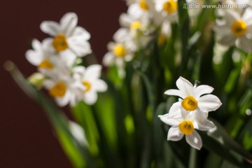 水仙花