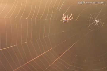 蜘蛛结网 放射线 微距