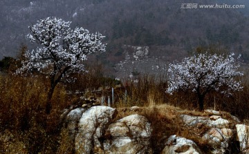 大山深处梨花开