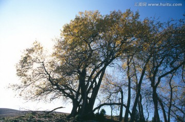 山顶黄叶树 天山之秋 库尔德宁