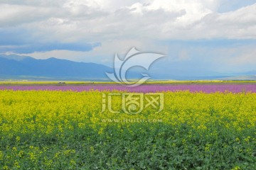 油菜花