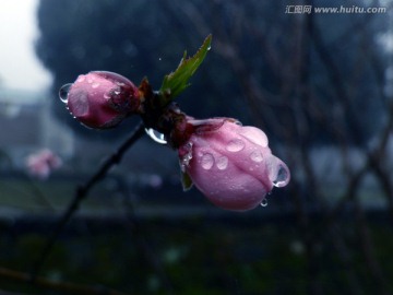 雨中的花蕾