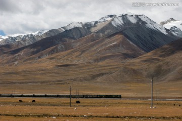 高原牧场 青藏铁路 火车 雪山