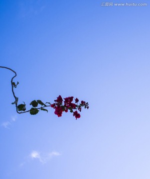 紫荆花与天空