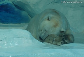 白熊 北极熊 雪 睡眠 动物