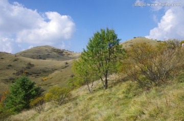 岚皋神禾草原 一棵树 蓝天白云