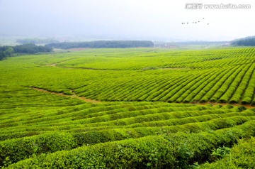 茶园 茶场 茶叶 绿茶