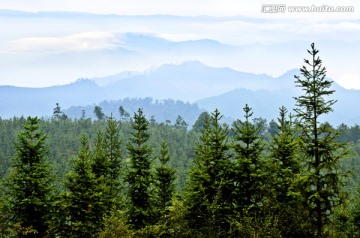 杉树 杉木 人工林