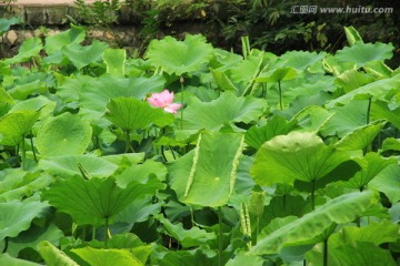 夏日荷塘