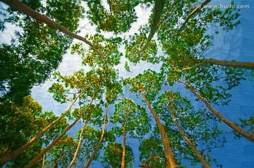樹林裝飾畫