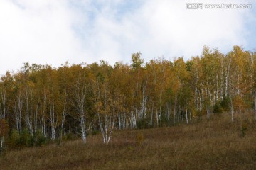 金灿灿桦树飘出清香的味道