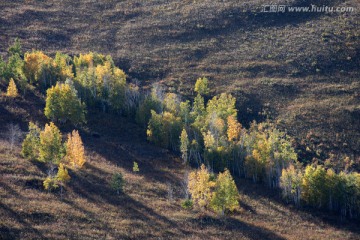 秋季摄影森林小树