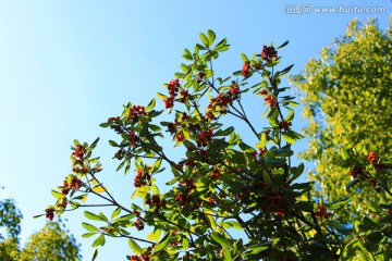 花草植物