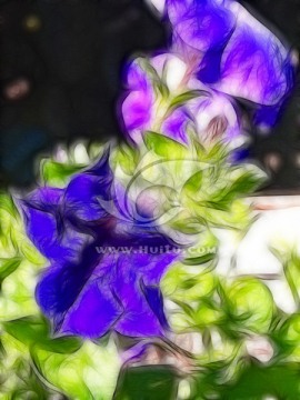 紫花兒 花卉