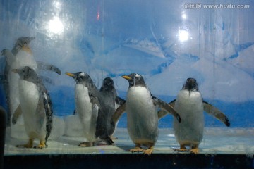 企鹅 动物 海洋动物 一群企鹅