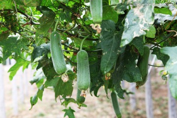 有机蔬菜生产基地丝瓜架1