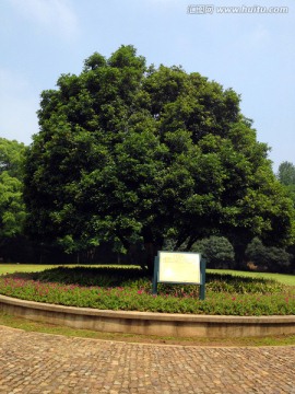 南京 灵谷寺 钟山风景区 草坪