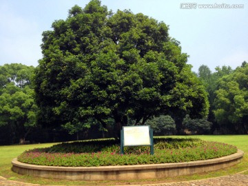 南京 灵谷寺 钟山风景区 草坪