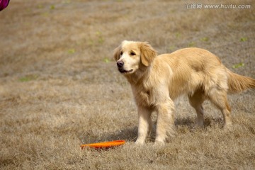 训犬 金毛犬 狗 宠物犬 游戏