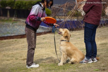 训犬 金毛犬 狗 宠物犬 游戏