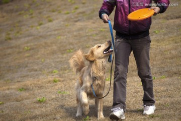 训犬 金毛犬 狗 宠物犬 猎犬