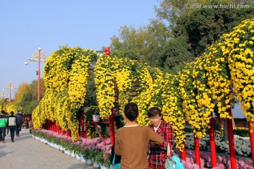 开封 菊花花会展