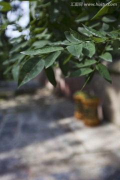 植物 叶子 绿植 恭王府花园