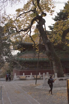 潭柘寺 寺庙建筑 北京 古迹