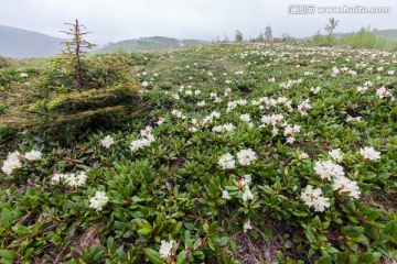 长白山风光 白色杜鹃花海