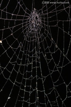 缀满露水的蜘蛛网