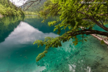 熊猫海 高山裸鳞鱼 湖泊倒影