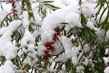 雪景