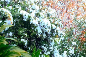 雪景