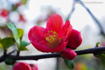 海棠花