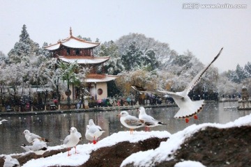 雪中海鸥