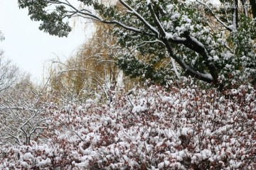 雪景