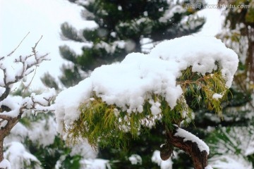 雪景