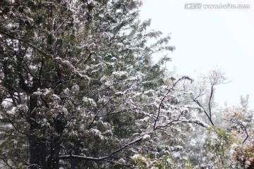 雪景