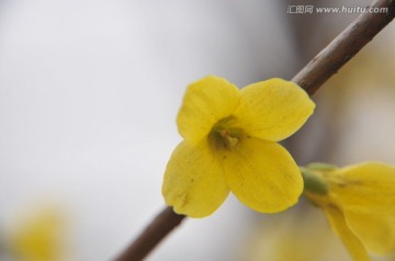 迎春花