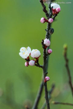 梅花