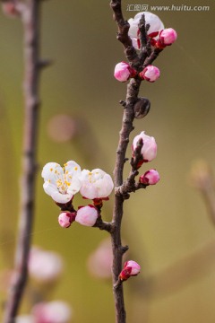 梅花