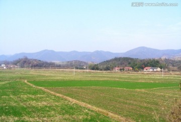 麦田