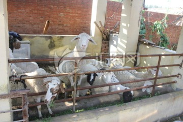 家庭农场之羊场