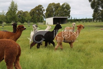 羊驼 各种颜色 新西兰基督城