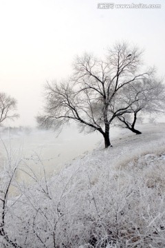 雾凇 雪景