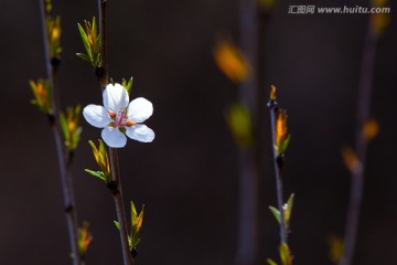 春天盛开的花