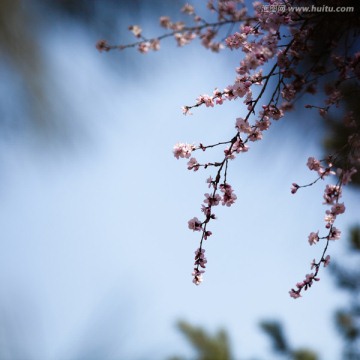 花卉