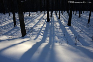 冬季森林里大雪