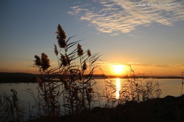 芦花夕阳