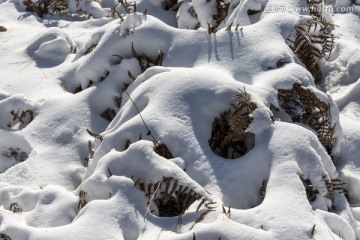 雪地